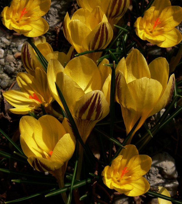 Crocus chrysanthus 'GipsyGirl' pergola